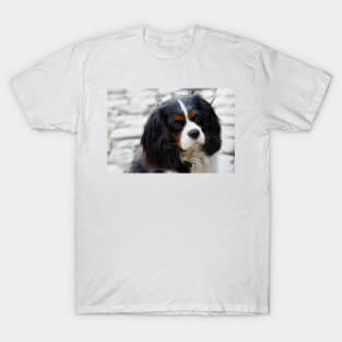 cavalier king charles spaniel black and white second T-Shirt